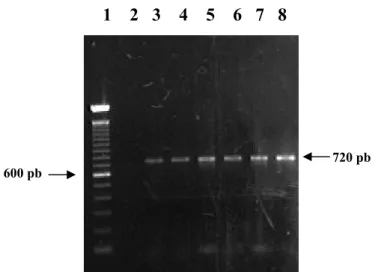 Figura 3: Isolamento da ORF2 pela PCR convencional. Canaleta 1: Marcador de DNA Ladder 100 pb 