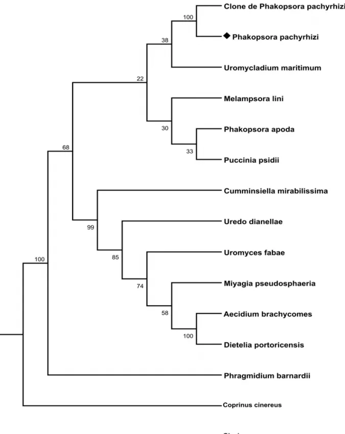 Figura 9.  Árvore filogenética gerada a partir do alinhamento da sequência parcial do gene  codificador da  β-tubulina de  P