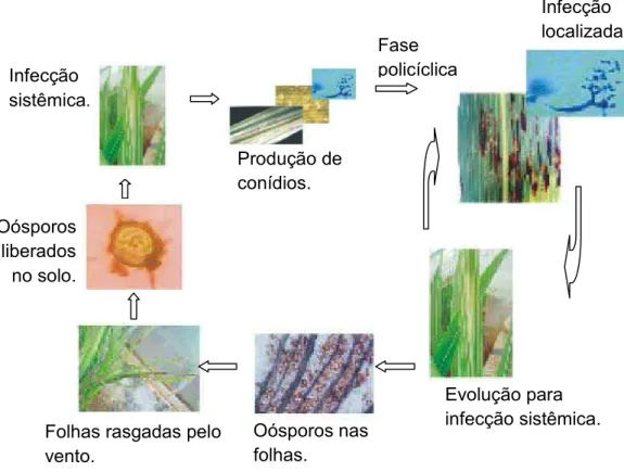 Figura 1:  Ciclo de vida do  Peronosclerospora sorghi (BARBOSA, 2006).