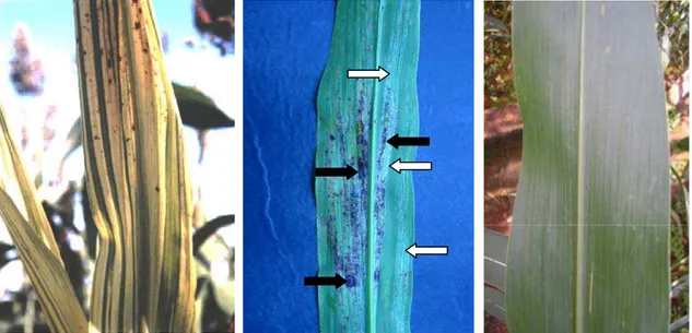 Figura 2:  Folhas de sorgo contaminadas com  P. sorghi  e folha  sadia. Na 