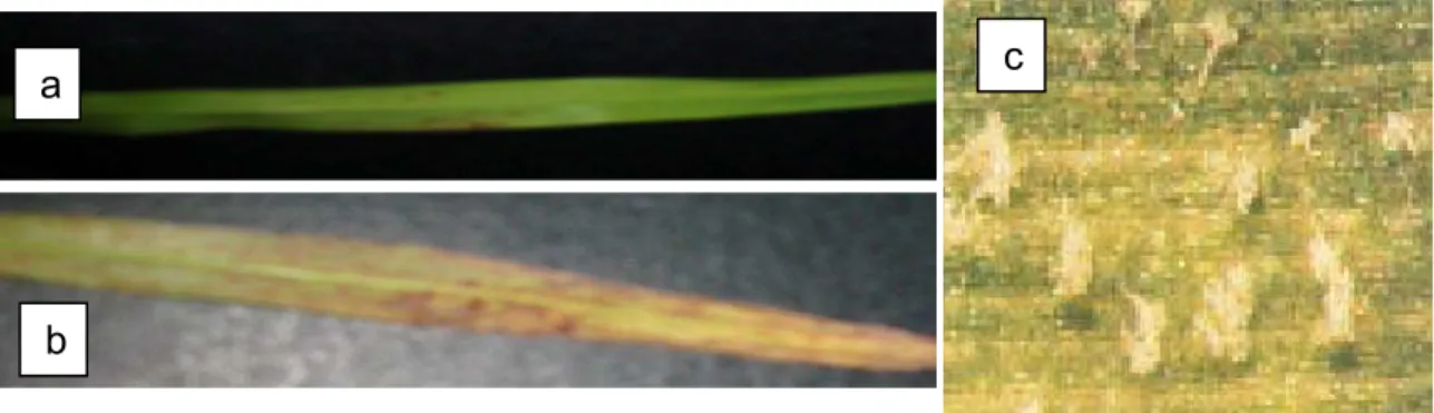 Figura 5:  Comparação entre folhas inoculadas com  P. sorghi . a) Folha de uma 