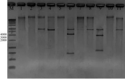 Figura 1. Clivagem enzimática dos componentes genômicos virais amplificados, para  identificação de enzimas que linearizam o DNA-A e o DNA-B do isolado  BR:LNS02:Pas01