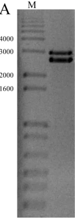 Figura 3. Confirmação da clonagem do DNA-A e DNA-B do isolado BR:LNS2:Pas:01. A,  clivagem do clone pVIR050 com a enzima Xho I, liberando o plasmídeo pKS+ (2900 nt) e  o fragmento de aproximadamente 2600 nt correspondente ao DNA-A