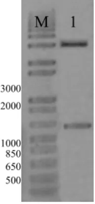 Figura 7. Confirmação da clonagem do fragmento de 569 nt, que inclui a origem de  replicação, proveniente do DNA-A do PSLDV-[BR:LNS2:Pas:01]