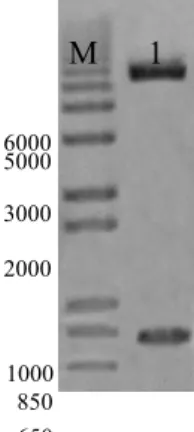 Figura 8. Confirmação da clonagem e orientação do clone pVIR070, correspondente a  1,2 cópia do DNA-A do PSLDV-[BR:LNS2:Pas:01]