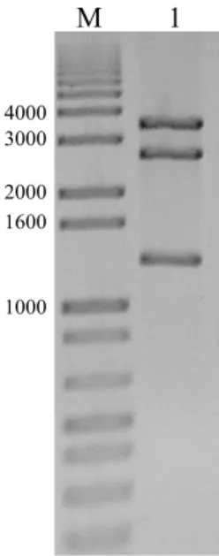 Figura 10. Confirmação da clonagem e orientação do clone pVIR086, correspondente a  1,7 cópia do DNA-B do PSLDV-[BR:LNS2:Pas:01]