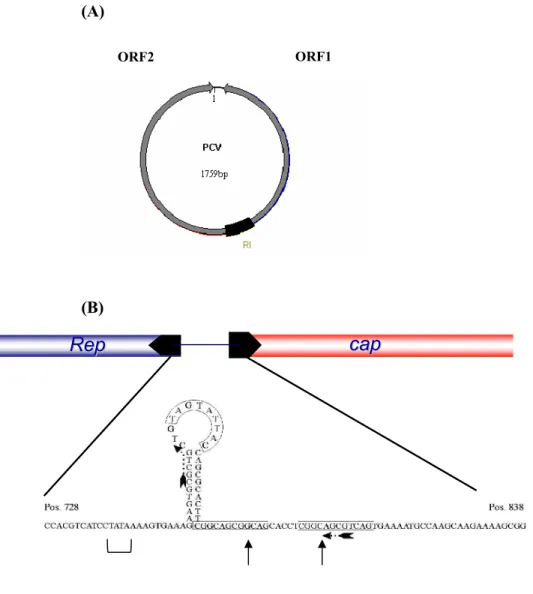 Figura 1-(A)- Estrutura genética do PCV. Em destaques estão a ORF2 que codifica a  proteína  do  capsídeo  viral  e  também  a  ORF1  que  codifica  as  proteínas  de  replicação  (Rep)