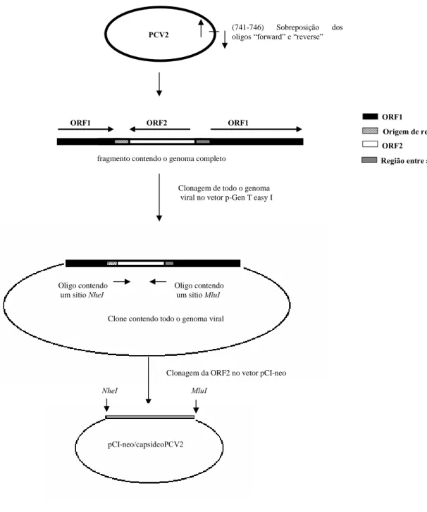Figura  3.  Representação  esquemática  da  estratégia  de  obtenção  de  plasmídeos  recombinantes