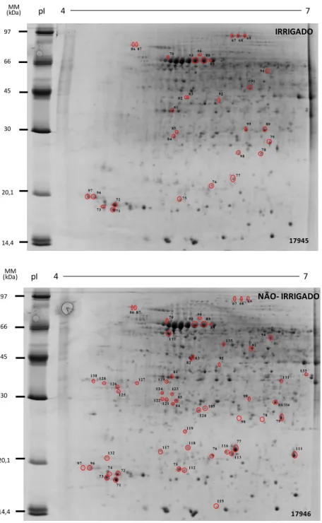 Figura  4. Perfil de proteínas de raízes na variedade Suprema submetida às  condições de déficit hídrico no período reprodutivo (R4-R5)