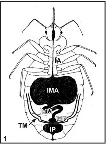 Figura 1.  Desenho esquemático de Cimex hemipterus destacando o sistema  digestivo. 