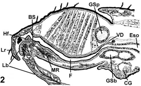 Figura 2 – Representação esquemática da anatomia interna da cabeça e  de parte do protórax de Cimex lectularius em corte longitudinal mediano (Puri,  1924)