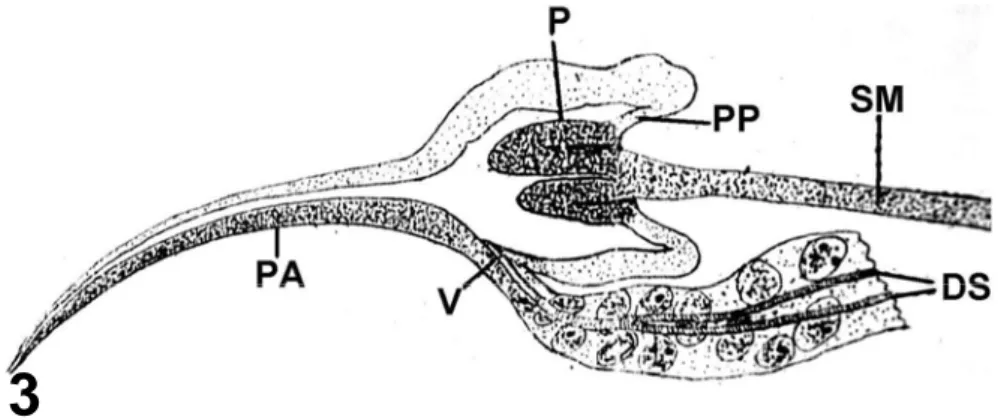 Figura 3 – Representação esquemática da bomba salivar de Cimex  lectularius em corte longitudinal mediano (Puri, 1924)