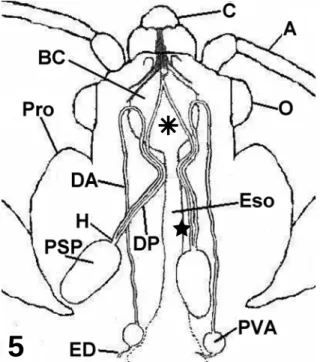 Figura 5 – Representação esquemática das glândulas salivares de C.  hemipterus em vista dorsal (modificado de Puri, 1924)