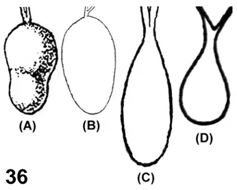 Figura 36 – Representação esquemática da glândula salivar principal de  C. lectularius