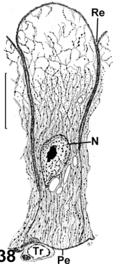 Figura 38 – Representação esquemática da célula secretora antes da  expulsão das secreções em Triatoma infestans (Barth, 1954)