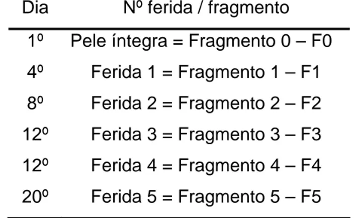 Tabela 1 – Representação dos fragmentos retirados nos 20 dias de  tratamento  