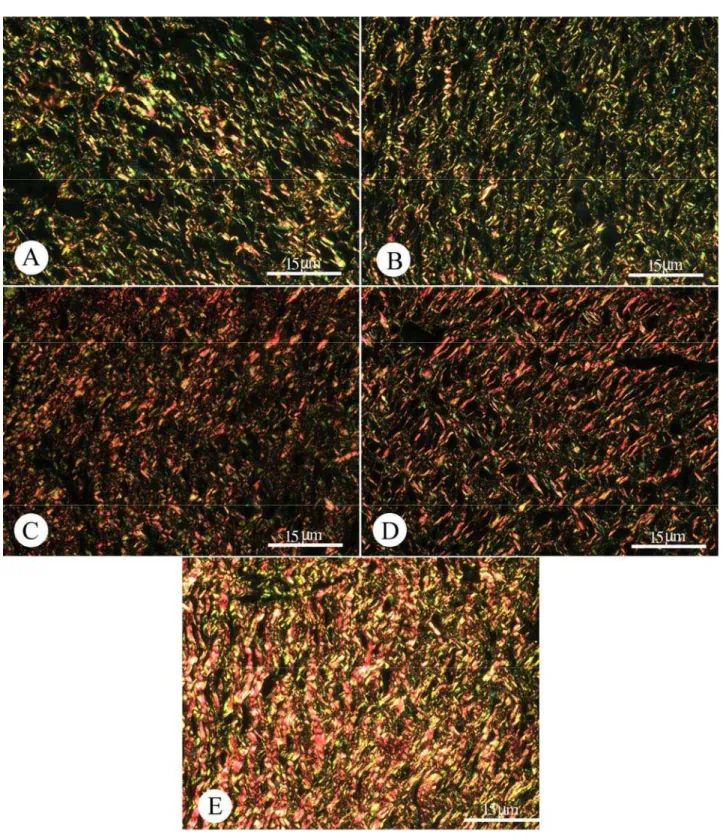 Figura 7 - Secções histológicas de pele de ratos Wistar no 20º dia do experimento coradas com  picrosírius e observadas ao microscópio de polarização
