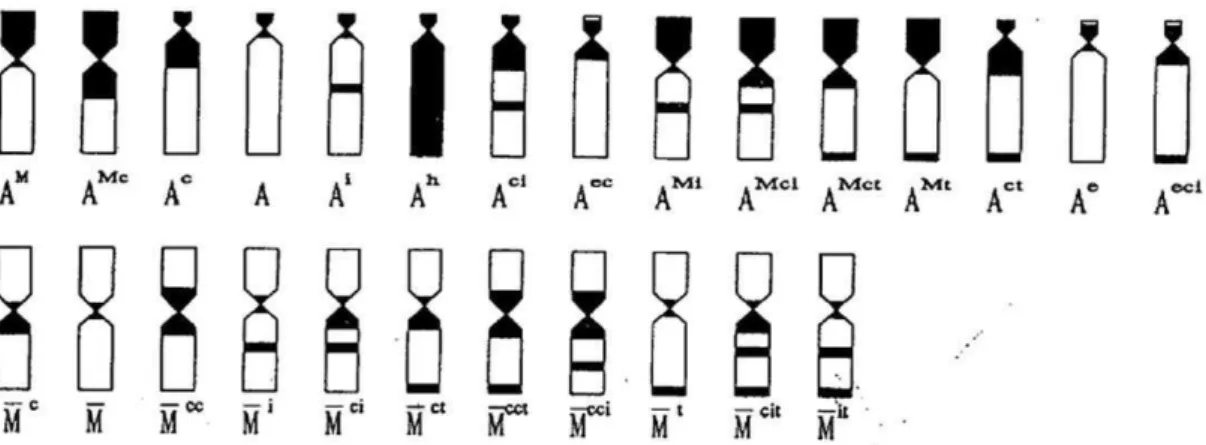 Figura  3.  Representação  esquemática  dos  cromossomos  mais  comumente  observados  em  abelhas  e  vespas,  proposto  por  Hoshiba  e  Imai,  1993  (Imagem  retirada de Hoshiba e Imai, 1993)