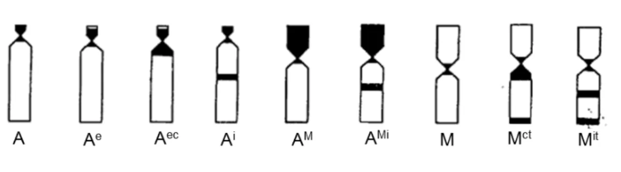 Figura  6.  Representação  dos  tipos  cromossômicos  observados  no  trabalho.  A:  acrocêntrico,  A e :  acrocêntrico  eucromático,  A ec :  acrocêntrico  eucromático  com 