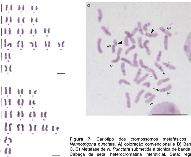 Figura  7.  Cariótipo  dos  cromossomos  metafásicos  de  Nannotrigona  punctata.  A)  coloração  convencional  e  B)  Banda  C