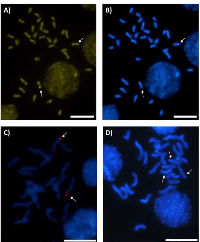 Figura 8. Fluorocromos e FISH em Nannotrigona punctata. A) e B) Fluorocromos:  CMA3 (A), setas apontam regiões CMA3 + ; DAPI (B), setas apontam regiões DAPI - 