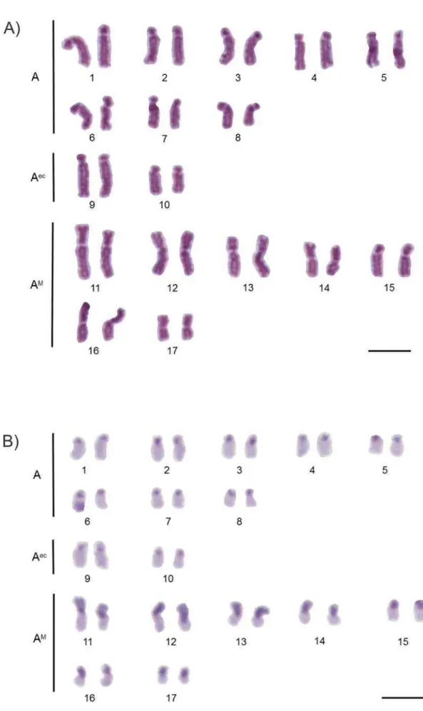 Figura 9. Cariótipo dos cromossomos metafásicos de Scaptotrigona bipunctata. A)  coloração convencional e B) Banda C