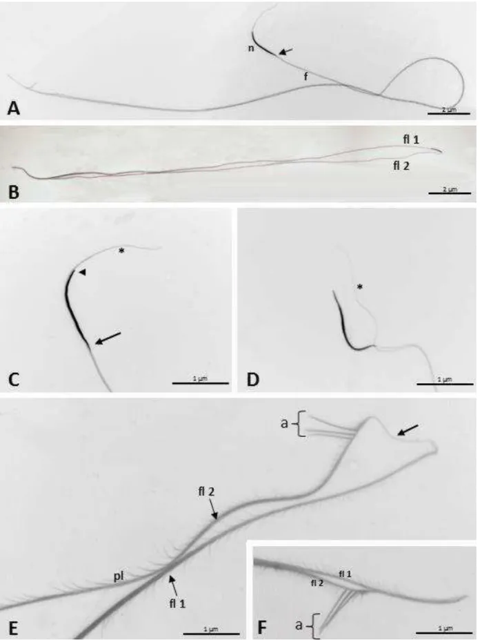 FIGURA 1. Espermatozoides D. citri em microscopia de luz corados com DAPI. (A e B) Espermatozoides com os filamentos  juntos  e  separados,  respectivamente