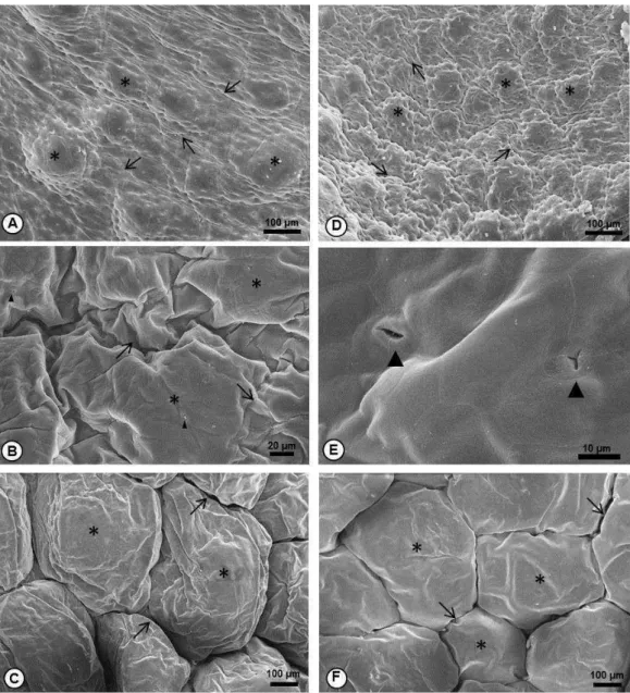 Figura  2:  Fotomicrografias  eletrônicas  de  varredura  de  P.  burmeisteri  (A-C)  e 