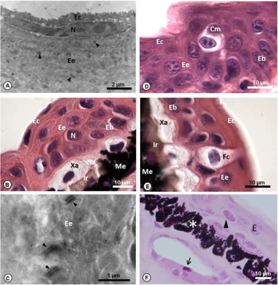 Figura 3: A- Secção transversal da epiderme de  H. semilineatus, evidenciando o 