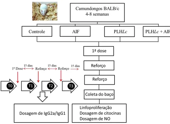 Figura 4: Experimento de imunização. Delineamento experimental do protocolo de imunização