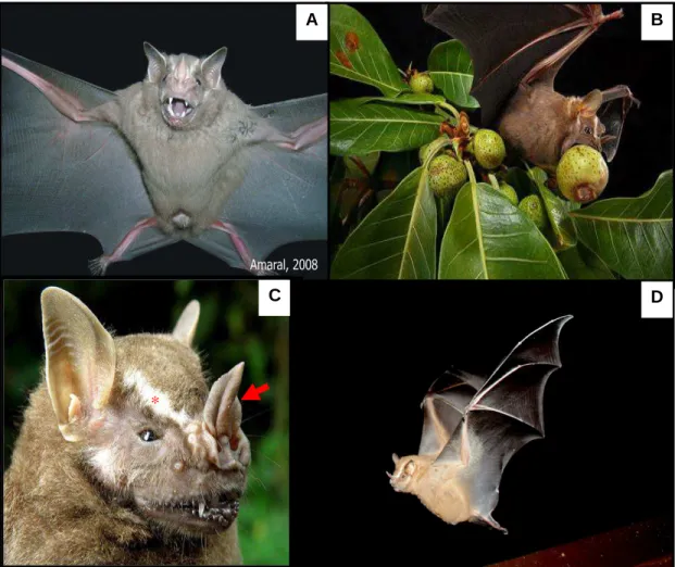 Figura 1:  Fotos  mostrando  o  morcego  frugívoro Artibeus  lituratus.  A:  Macho  capturado 