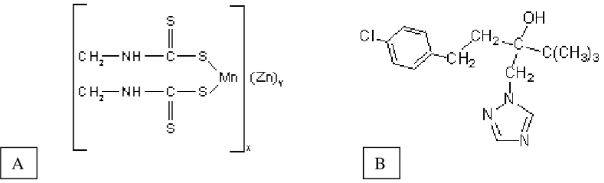 Figura 2: A) Fórmula estrutural do Mancozeb (Fonte: Kackar et al., 1997). B) Fórmula