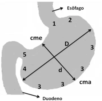 Figura 2: Esquema representativo do estômago de gambá D. aurita e suas subdivisões. 1- 1-Transição  esôfago-gástrica;  2-  Região  cárdica;  3-  Região  fúndica,  4-  Região  pilórica,   5-Transição gastro-duodenal, D- maior diâmetro, d- menor diâmetro, cm
