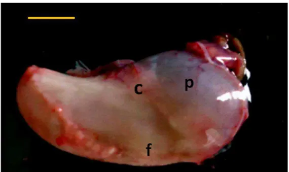 Figura 3: Superfície visceral do estômago de gambá Didelphis aurita. Regiões: c- cárdica;  f- fúndica; p- pilórica
