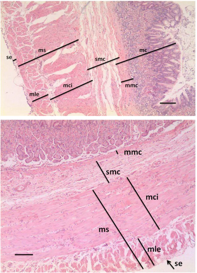 Figura  5:  Constituintes  histológicos  da  parede  do  estômago  do  gambá  Didelphis  aurita
