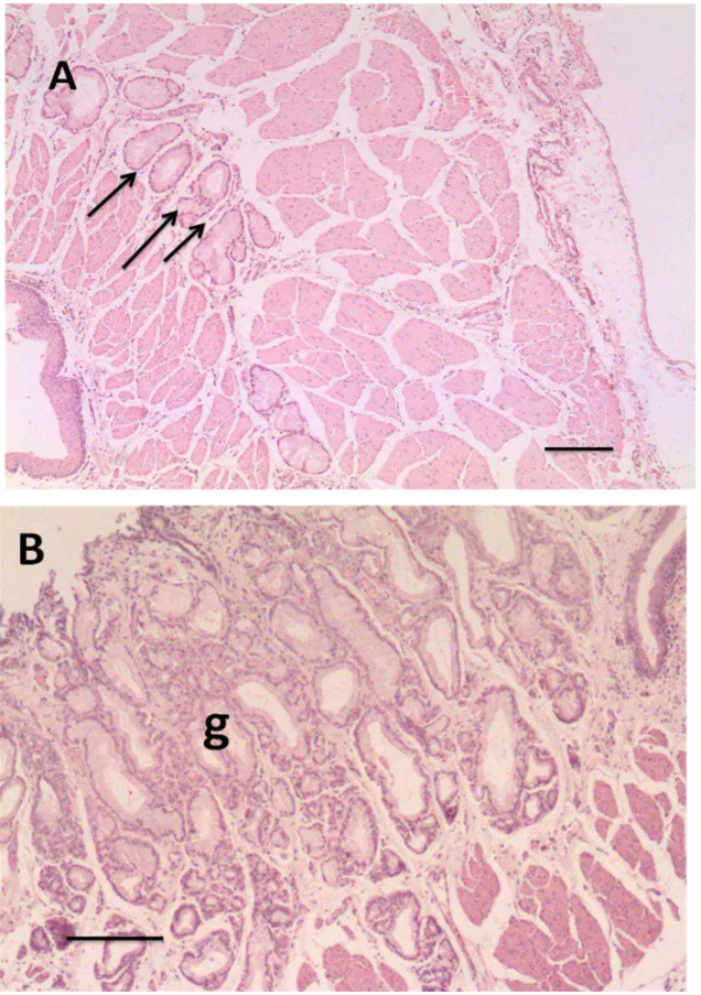 Figura  6:  Estômago  do  gambá  D.  aurita.  A.  Região  da  transição  esôfago-gástrica  mostrando as glândulas esofágicas produtoras de muco (setas)