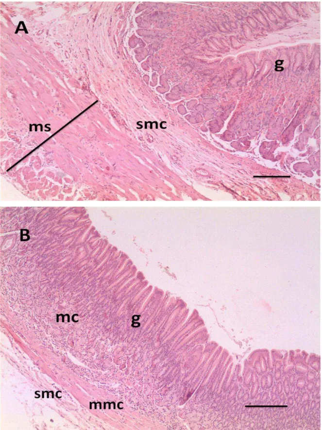 Figura  7:  Estômago  do  gambá  D.  aurita.  A.  Região  fúndica.  B.  Região  pilórica  g-  glândulas;  mc-mucosa;  mmc-muscular  da  mucosa;  smc-submucosa