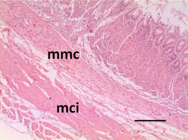 Figura 8: Estômago do gambá D. aurita. Região de transição gastro-duodenal. mmc-  túnica muscular da mucosa; mci- túnica muscular circular interna