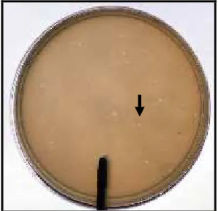Figura  1.  Meio  LB  contendo  placas  de  lise  (seta)  do  Ecofago  017  após  24  h  de  incubação com E