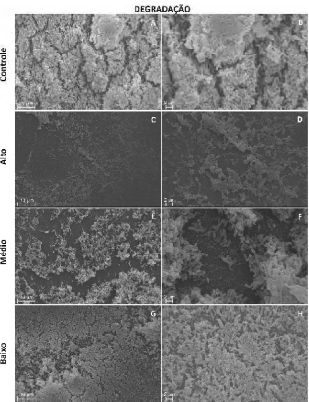 Figura  8.  Micrografias  eletrônicas  de  varredura de  biofilmes  de  E.  coli  30  controle  (A-B) e tratados com diferentes títulos de fagoR altoR 10 9  (C-D), médioR 10 4 (E-F)  e  baixoR  10 1   (G-H)  UFP/mL  (concentração  final)