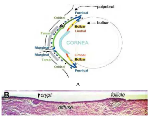 Figura  2  &amp;  Distribuição  do  tecido  linfoide  na  conjuntiva  e  pálpebra:  A  (esquema  de  localização dos folículos) e B (corte histológico da conjuntiva bulbar)