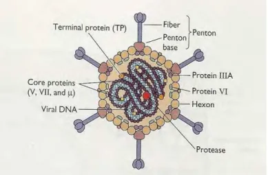 Figura 5 &amp; Esquema Adenovírus. 