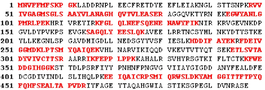 Figura 10.  Sequência de aminoácidos constituintes da BjussuLAAO-I. Em vermelho  estão os peptídeos homólogos a LAAO isolada neste trabalho