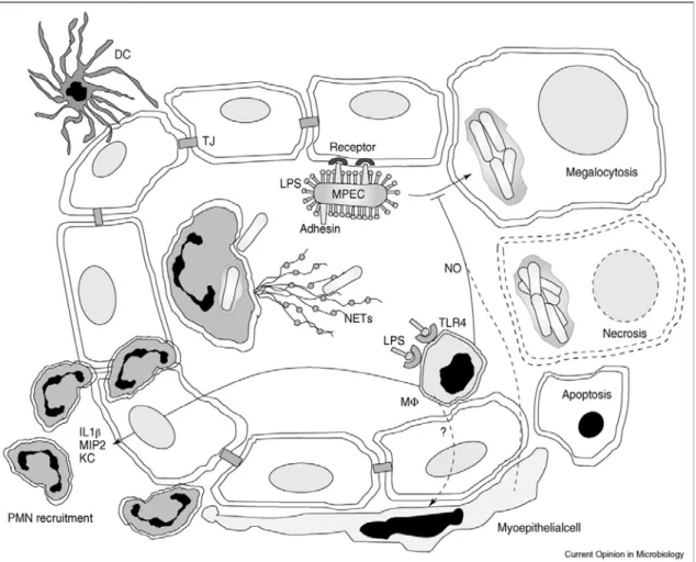Figura 1 A fisiopatologia da mama infectada por  E. coli  patogênica da glândula mamária (MPEC,  do inglês  mammary pathogenic Escherichia coli )