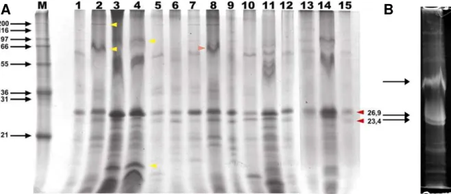 Figura 6 A – Análise por SDS-PAGE do perfil protéico dos isolados virais. As cabeças de seta amarelas  mostram proteínas que são comuns a apenas alguns isolados, enquanto as cabeças de seta vermelhas  mostram proteínas conservadas em todos os isolados