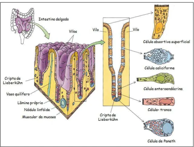 Figura  8:  Diagrama  esquemático  da  cripta  de  Lieberkühn  (a),  do  ápice  do  vilo  (b)  e  dos  componentes  celulares  do  intestino  delgado  de  humanos  (Adaptado  de  JUNQUEIRA  &amp;  CARNEIRO, 2008)