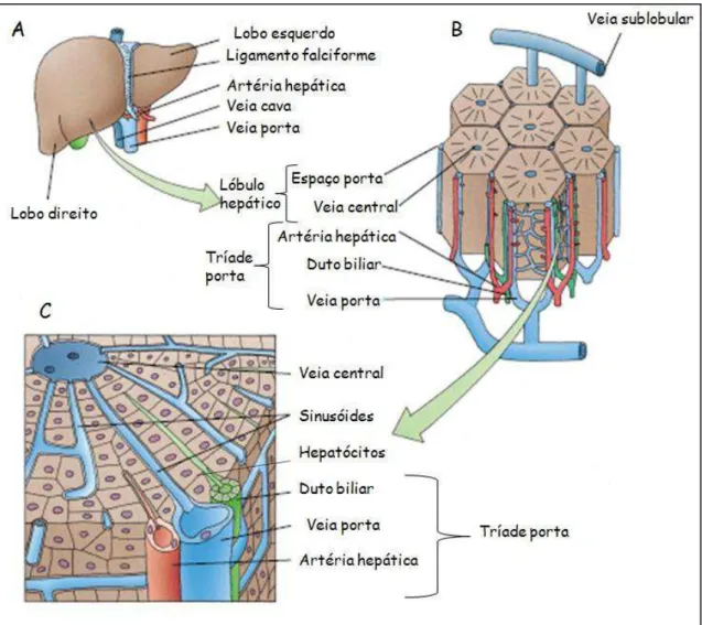 Figura 10: Desenho esquemático do fígado. A: Anatomia macroscópica do fígado; B: Lóbulos  hepáticos mostrando os espaços porta e veia central; C: Parte do lóbulo esquerdo mostrando o  espaço porta, placas de hepatócitos, sinusóides e canalículos biliares (
