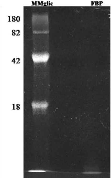 Figura 4. Determinação de glicosilação da lectina isolada de B. bovis - A 