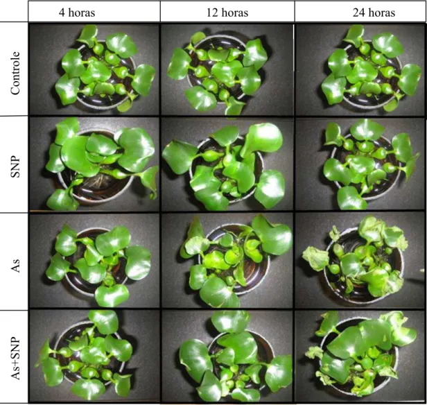 Figura 1: Sintomatologia visual de plantas de Eichhornia crassipes (Mart.) Solms  submetidas a diferentes tratamentos