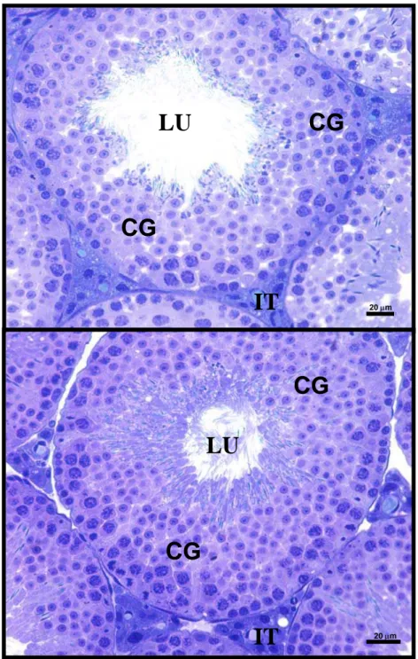 FIGURA 1: Fotomicrografia testicular de camundongo Swiss do grupo controle. A e B –  observa-se túbulos íntegros com processo espermatogênico normal com integridade celular